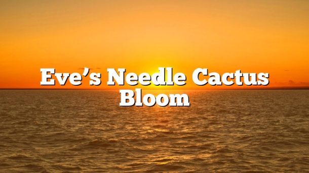 Eve’s Needle Cactus Bloom
