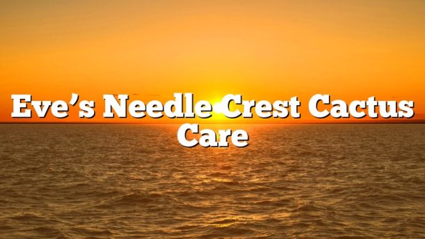Eve’s Needle Crest Cactus Care