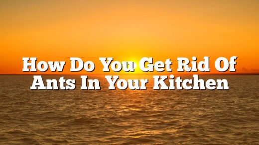 How Do You Get Rid Of Ants In Your Kitchen