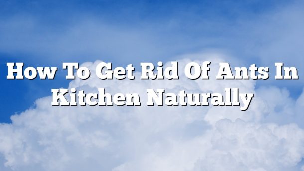How To Get Rid Of Ants In Kitchen Naturally