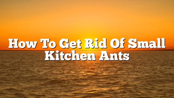 How To Get Rid Of Small Kitchen Ants