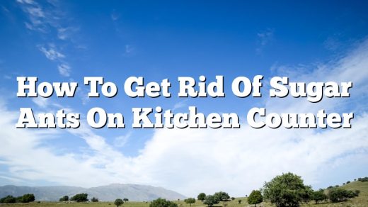 How To Get Rid Of Sugar Ants On Kitchen Counter
