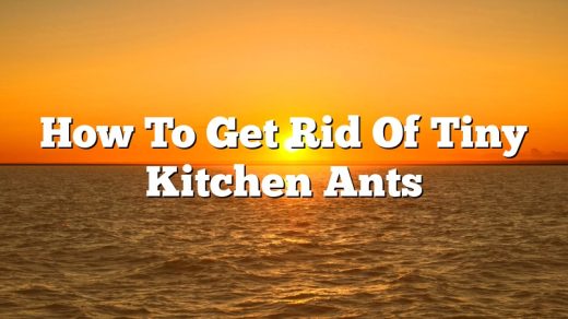 How To Get Rid Of Tiny Kitchen Ants