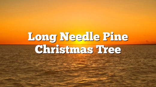 Long Needle Pine Christmas Tree