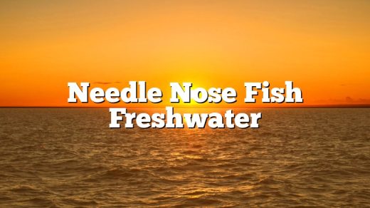 Needle Nose Fish Freshwater