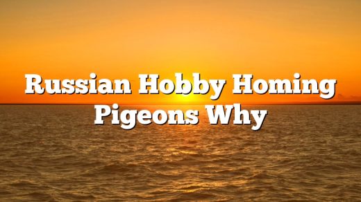 Russian Hobby Homing Pigeons Why