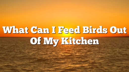 What Can I Feed Birds Out Of My Kitchen