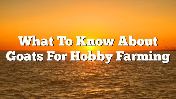 What To Know About Goats For Hobby Farming
